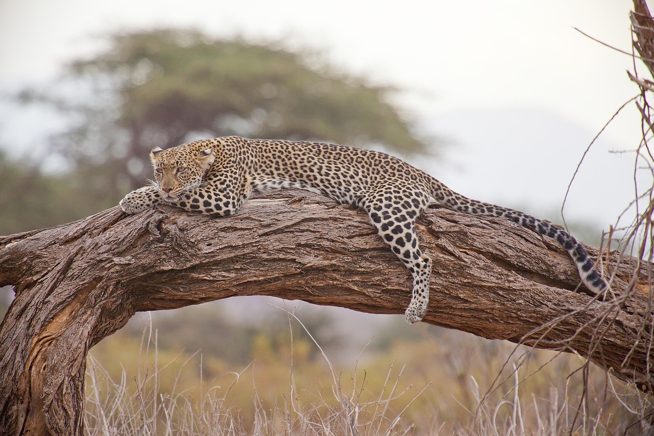 The Ultimate Guide to a Maasai Mara Safari: Witness the Great Migration